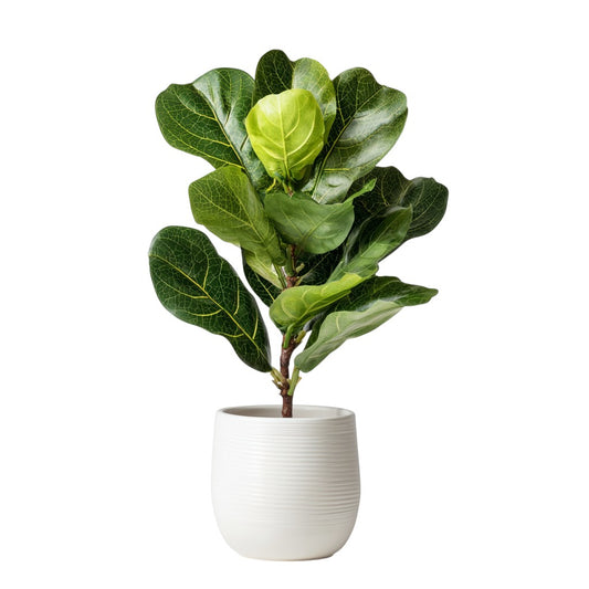 Alvessa Artificial Fiddle Leaf Fig Plant in Pot - 18 Inch