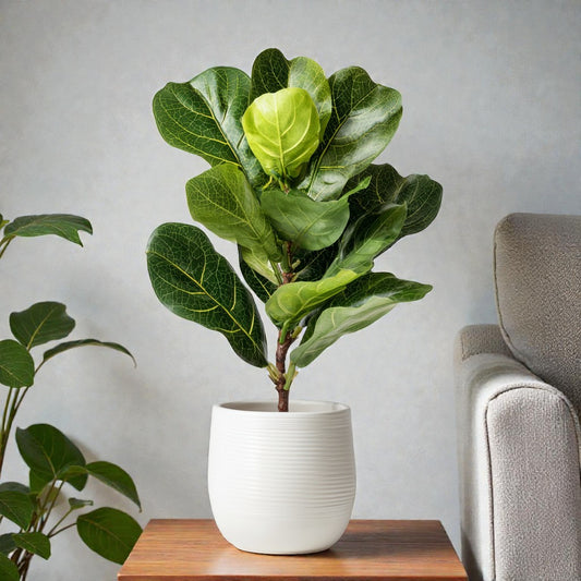 Alvessa Artificial Fiddle Leaf Fig Plant in Pot - 18 Inch