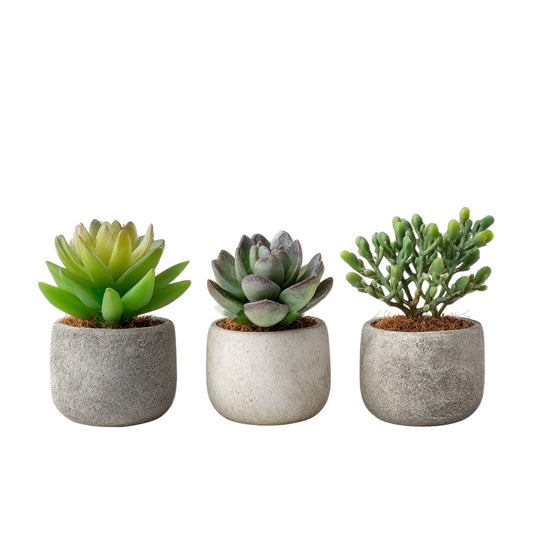 Alvessa Mini Artificial Succulents Set of 3 - Cement Pots